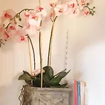 Magnolie In لانغنارغن