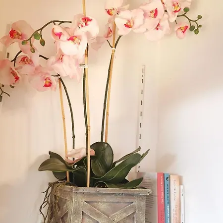 Magnolie In Langenargen