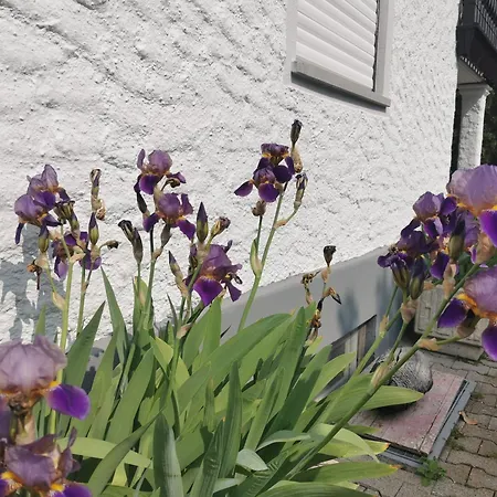 Magnolie In * Langenargen